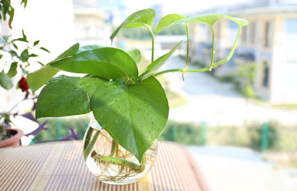盘点三种又好养又能改善室内空气的植物_绿萝