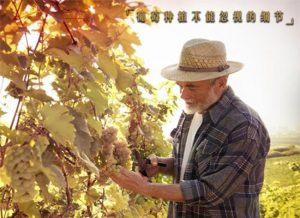 葡萄种植不能忽视的细节