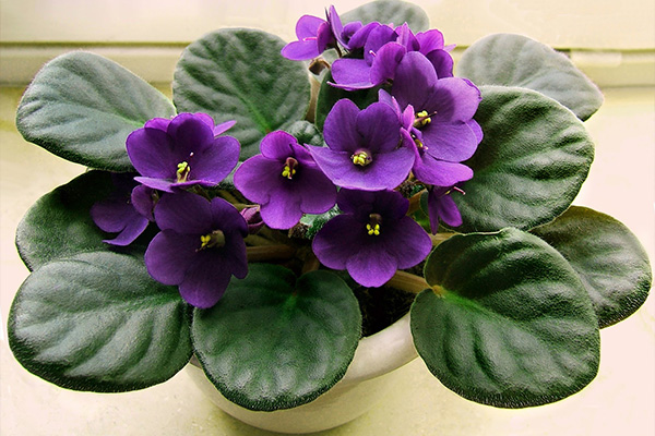 有机园艺_7 种最好的室内植物_非洲紫罗兰