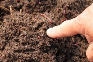 蚯蚓养殖处理污泥技术及方法