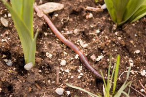 谁最好的土壤技术员，蚯蚓粪为什么被叫作有机肥之王？