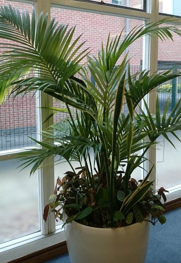 盘点三种又好养又能改善室内空气的植物_散尾葵