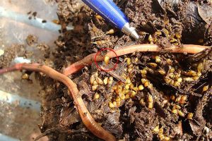 蚯蚓有机堆肥指南-关于蚯蚓的那些秘密（一）