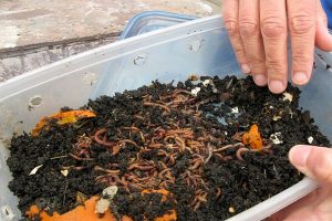蚯蚓有机堆肥指南-蚯蚓堆肥箱的维护（二）