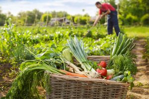 施用有机肥对农作物的产量和品质有何影响？