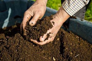 用这种“土”养花，比什么“营养土”都好用，养一盆爆一盆！