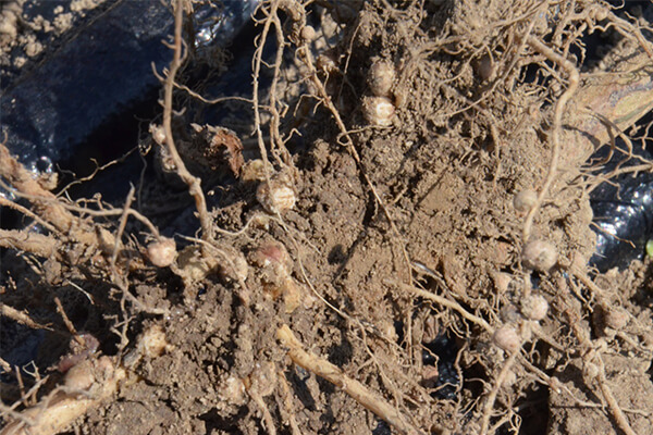 微生物菌肥_有机肥_生物有机肥