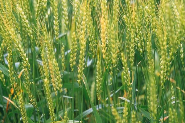 小麦的施肥方法和规律